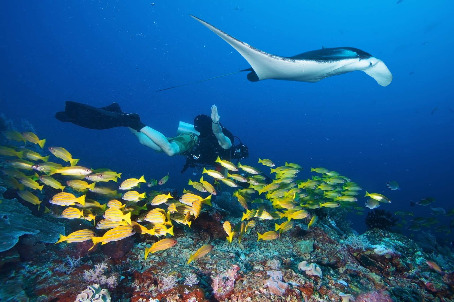 Buceo y snorkel