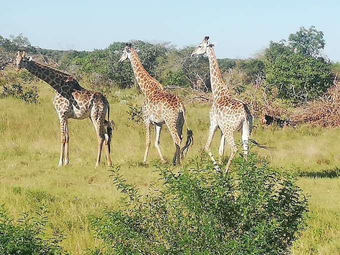 Reserva Especial de Maputo