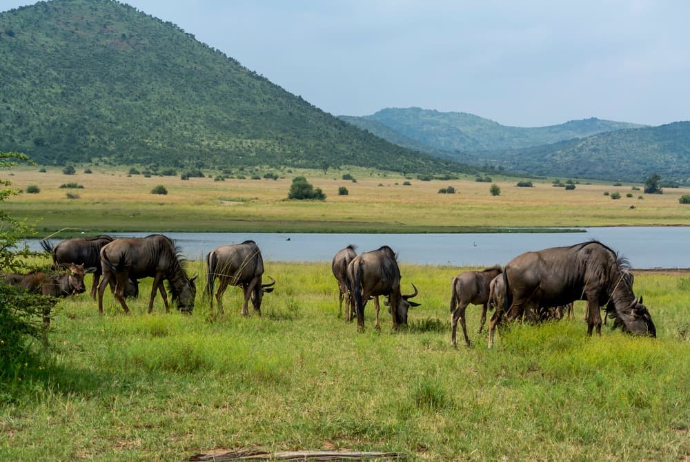 Parque Nacional de Pilanesberg