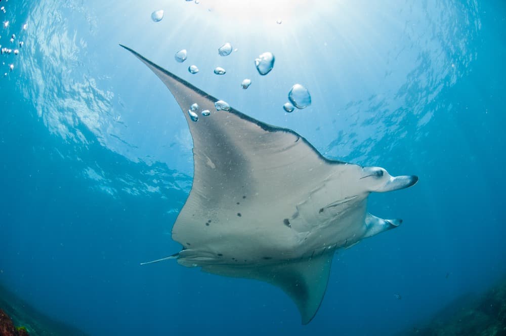 zavora manta raie